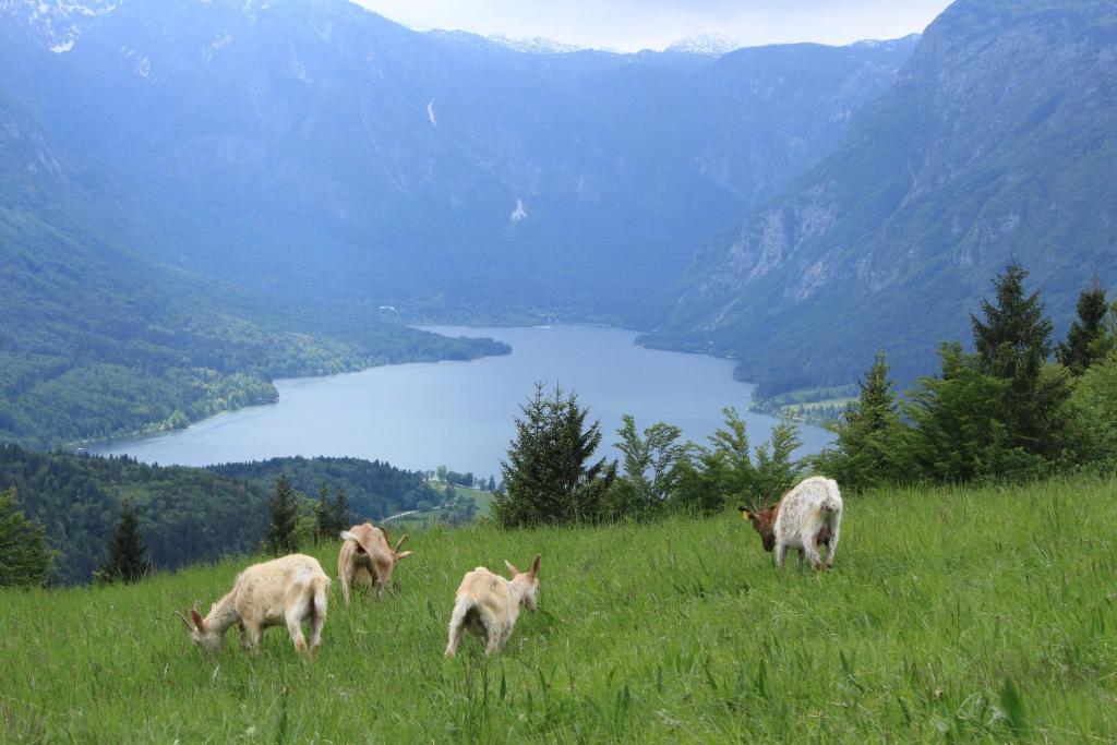 Apartments & Hostel Bohinj Exterior photo